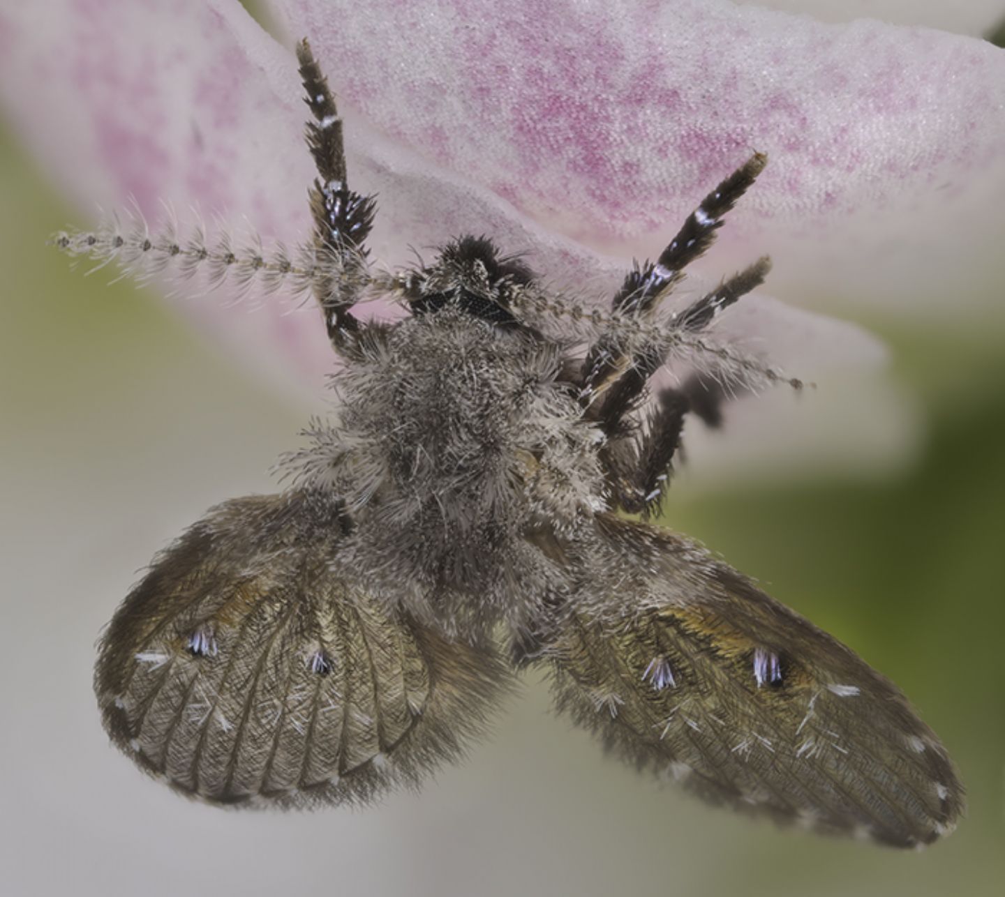 Richiesta classificazione: Clogmia albipunctata (Psychodidae)